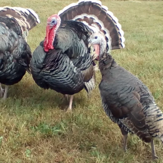 standard bronze turkey for sale