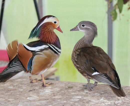 mandarin ducks for sale