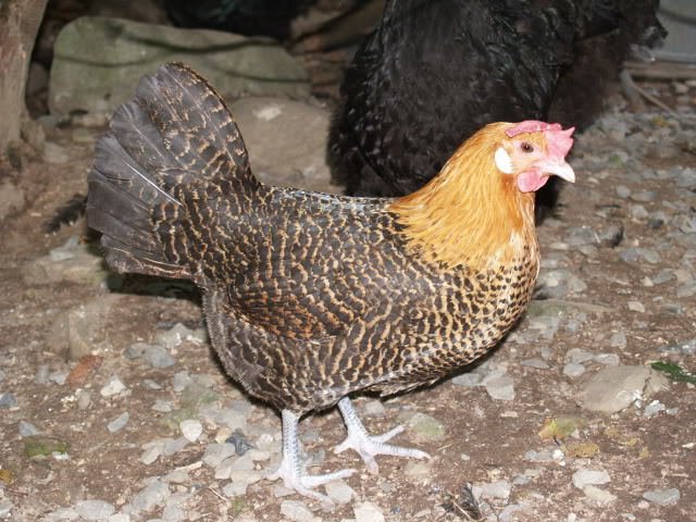 golden campine chickens for sale - Image 3
