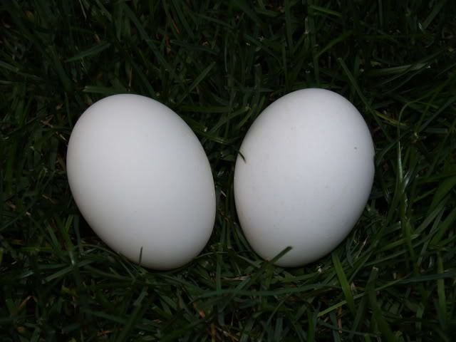 golden campine chickens for sale - Image 4