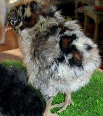 golden campine chickens for sale - Image 5