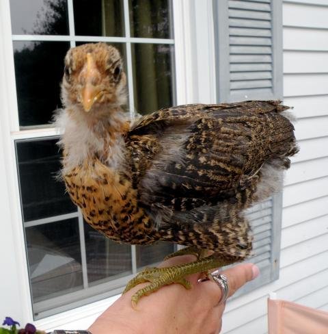 golden campine chickens for sale - Image 6