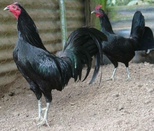 BLACK STANDARD OLD ENGLISH CHICKS, NOT SEXED