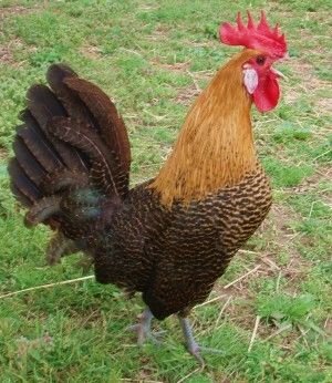 golden campine chickens for sale - Image 2