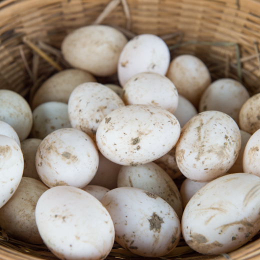 Buy fertile White Muscovy hatching eggs online