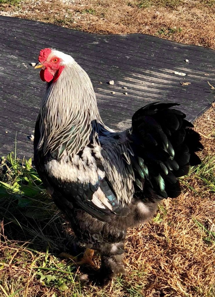 giant brahma chicken for sale