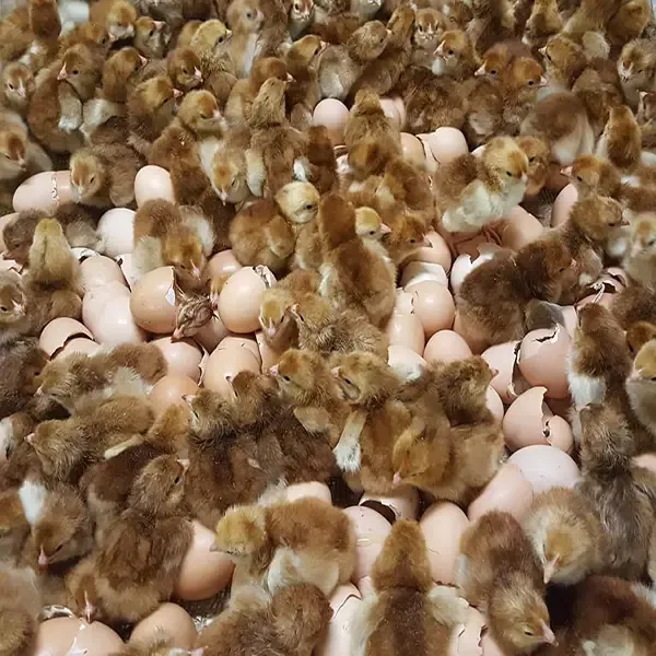 rhode island red hatching eggs for sale - Image 4