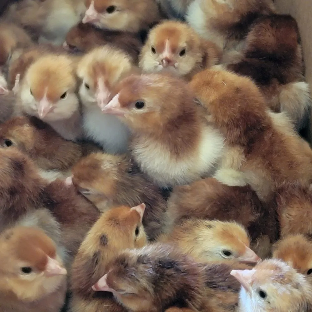 rhode island red hatching eggs for sale - Image 3