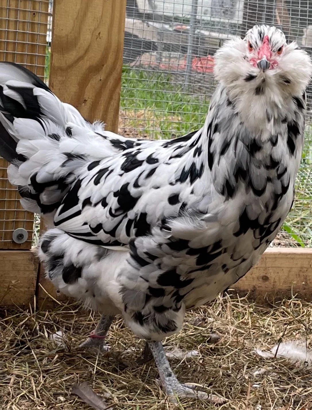 ermine ameraucana chickens for sale - Image 7