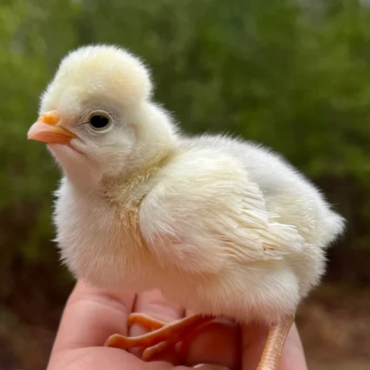 Buy sexed live Splash White Crested Polish day-old chicks
