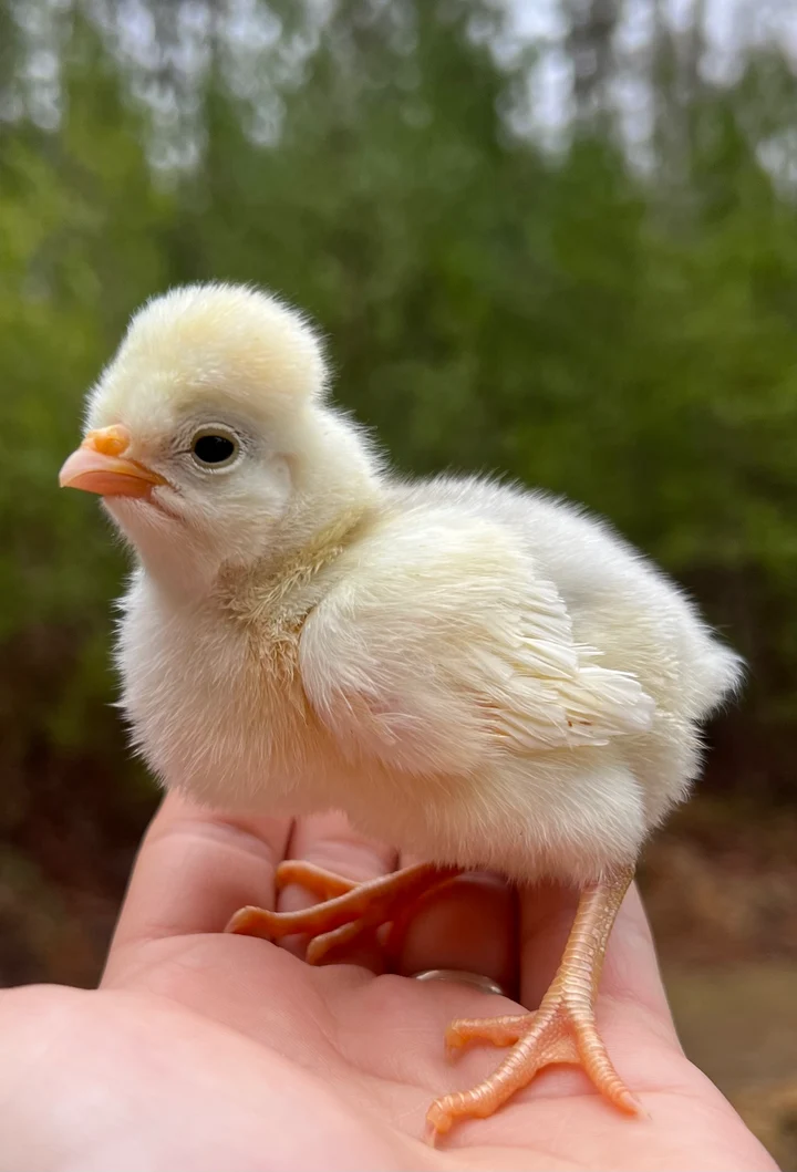 Buy sexed live Splash White Crested Polish day-old chicks