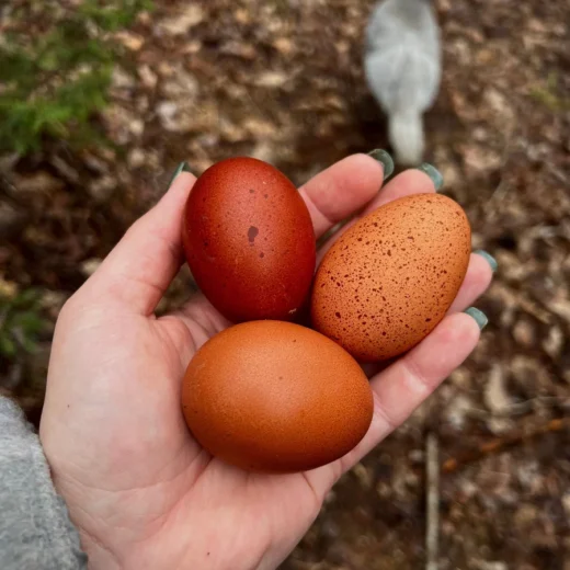 Buy fertile Blue Copper Marans hatching eggs