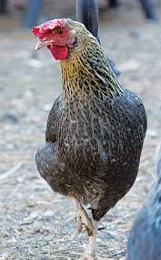 Crele Penedesenca Roosters For Sale - Image 4
