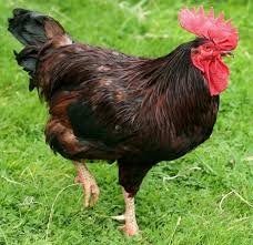 rhode island red rooster for sale - Image 2