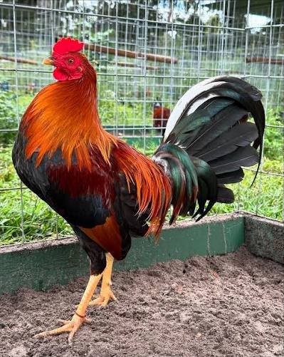 Lemon Hatch Kelso Sweater gamefowl stags for sale