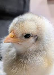purebred Joe Goode Grey day-old chicks