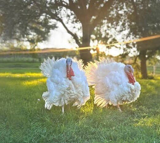 Midget White Turkey For Sale