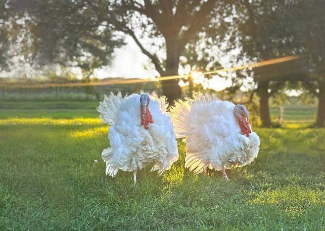 Midget White Turkey For Sale