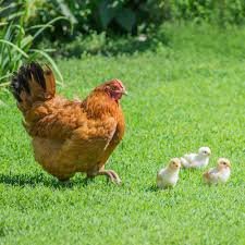 Buy purebred New Hampshire Red hens online - Image 2