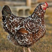 speckled sussex laying hens for sale - Image 2