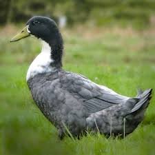 fertile Blue Swedish duck hatching eggs - Image 3