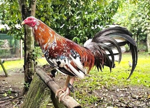 Spangled Kelso Gamefowl Cock For Sale