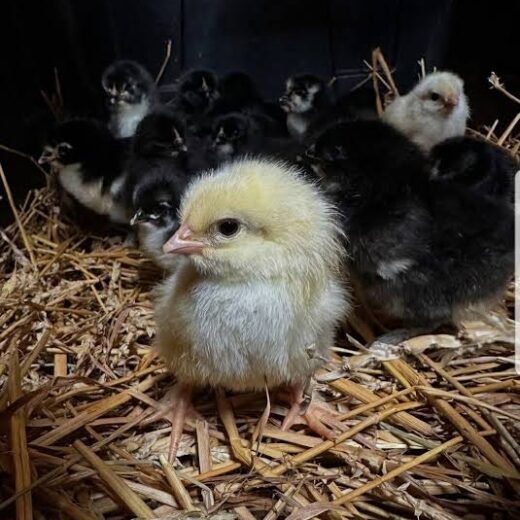 Pure Sweater Day-Old Baby Chicks for Sale