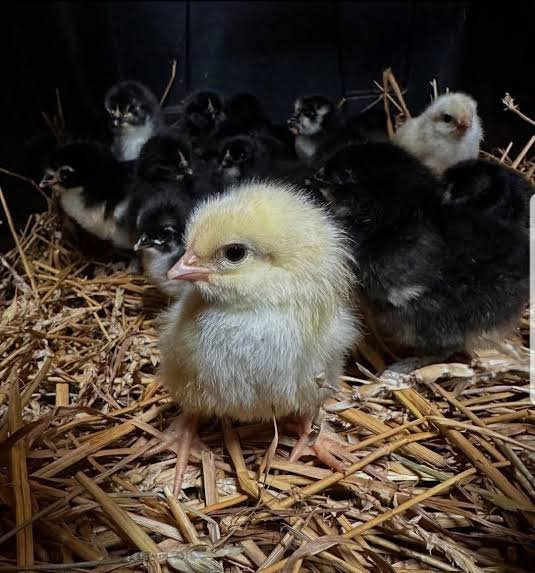 Pure Sweater Day-Old Baby Chicks for Sale