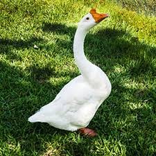 Buy purebred White Chinese single adult geese - Image 6