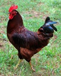 rhode island red rooster for sale - Image 3