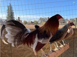 Purebred Blue Grey Gamefowl Brood Cock for sale - Image 2