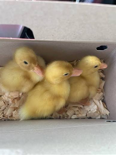 Buy live Jumbo Pekin day-old ducklings online
