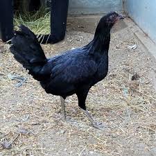 Buy purebred Black McRae gamefowl roosters - Image 2