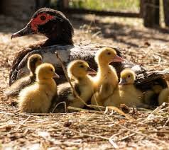 Buy live Black Muscovy day-old ducklings online - Image 3