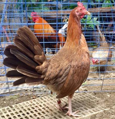 Griffin Claret Gamefowl Hens for Sale