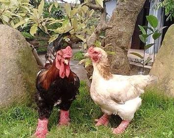 Purebred Dong Tao Hens For Sale