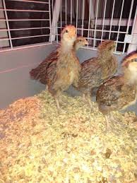 Crele Penedesenca Roosters For Sale - Image 2