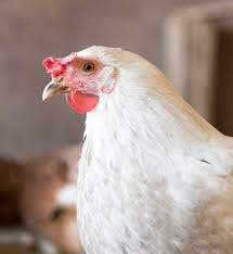 WHITE CHANTECLER CHICKS, NOT SEXED