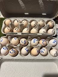 Chocolate Silkie Hatching Eggs For Sale