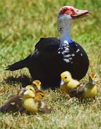 Buy live Black Muscovy day-old ducklings online - Image 2