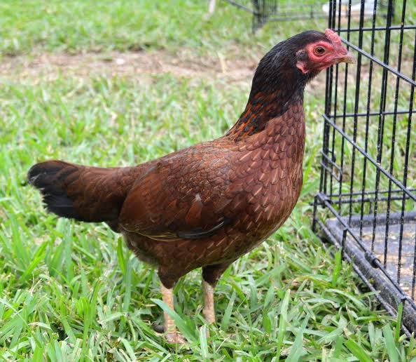Buy purebred Hamlin Asil gamefowl hens