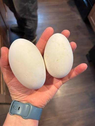 Buy fertile American Buff Goose hatching eggs online