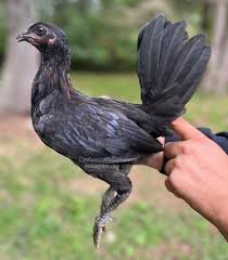 Buy purebred Black McRae gamefowl roosters - Image 3