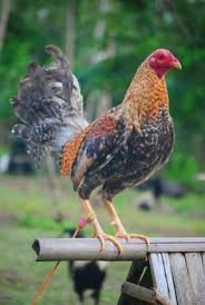 Purebred Dom Gamefowl Stags For Sale - Image 3