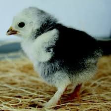 light brahma chicks for sale - Image 3