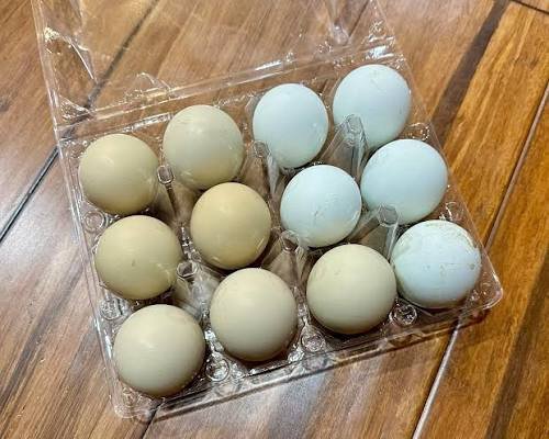 fertile Blueface Hatch gamefowl hatching eggs