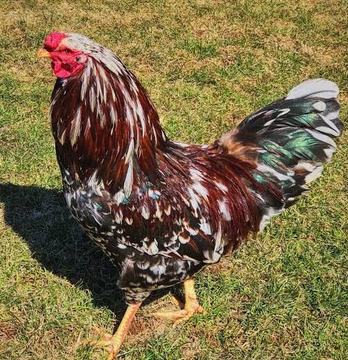 Rare Russian Orloff Roosters For Sale