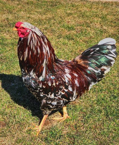 Rare Russian Orloff Roosters For Sale