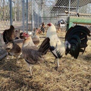 Frost Grey Pullets For Sale