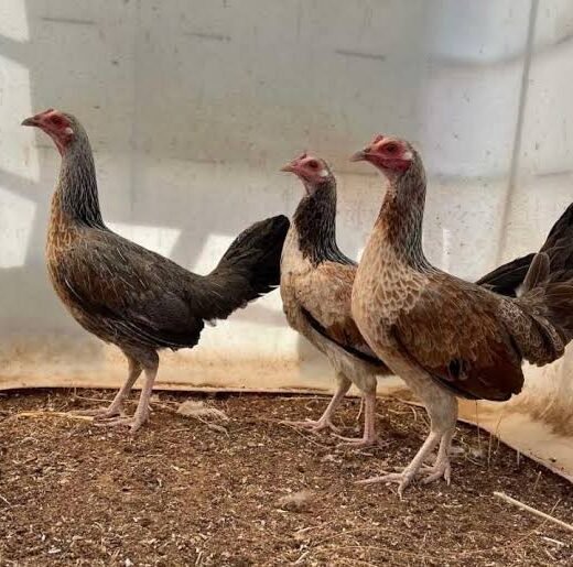 Rare Chocolate Grey Gamefowl Hens for Sale